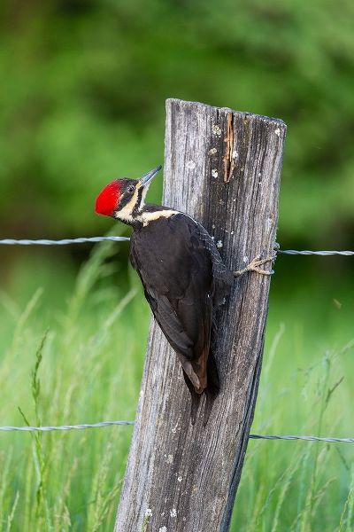 Pileated Woodpecker (Dryocopus pileatus)-Great Smoky Mountains National Park-Tennessee